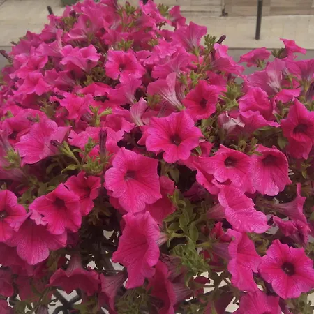 La Casa Del Corso 3*